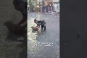 Police Officer Rescues Dog from Rising Floodwaters
