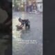 Police Officer Rescues Dog from Rising Floodwaters