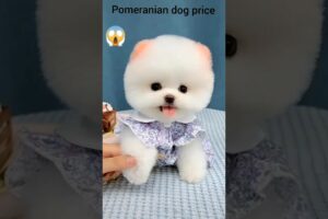 Pomeranian dog price 2024😱🤑🤑 #dog #shorts #rajesh5g