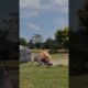 Puff the warthog can't stand it this time. Animal fighting competition. The confusing behavior of a