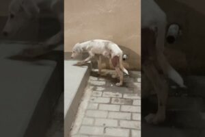 Puppy🐕 Rescue Hits By Car 🚗#shorts #rescue #save #straydogs #puppy #shelter #hit #puppycrying #viral