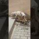 Puppy🐕 Rescue Hits By Car 🚗#shorts #rescue #save #straydogs #puppy #shelter #hit #puppycrying #viral