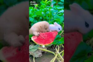 Puppy and bunny eating watermelon #rabbit #bunny #cute #puppies #adorable #shorts #watermelon #fyp