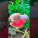 Puppy and bunny eating watermelon #rabbit #bunny #cute #puppies #adorable #shorts #watermelon #fyp