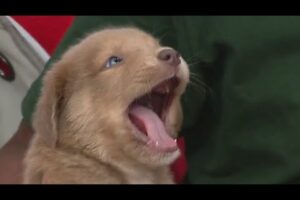Puppy escape and cutest puppies in a bubble in Live at 9's Pet of the Week