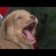 Puppy escape and cutest puppies in a bubble in Live at 9's Pet of the Week