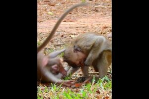 Really Amusing group small Monkeys playing #shorts #monkeyvideo #monkeys #monkeylove #animals #funny