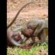 Really Amusing group small Monkeys playing #shorts #monkeyvideo #monkeys #monkeylove #animals #funny