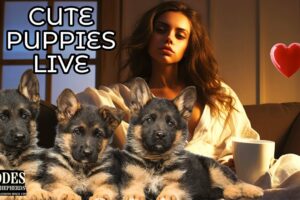 Relaxing Music With CUTE Puppies Playing and Growing Up LIVE Stream #51524E [Dog Music]