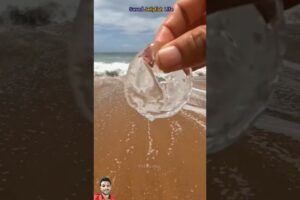 Rescue Mission: Saving a Stranded Jellyfish #shorts #ytshorts