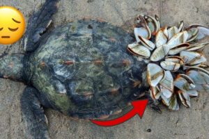 Rescue Sea Turtle Removing Barnacles From a Poor Sea Turtle   animals, Nature, turtles, ocean, ASMR