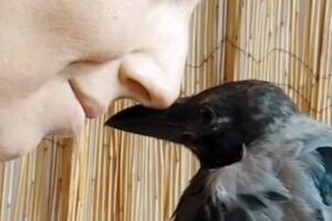 Rescue crow is so loving to her human