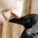 Rescue crow is so loving to her human