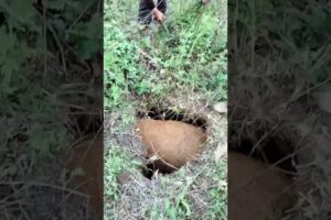Rescue mission for cow #shorts #ytshorts #youtubeshorts #shortsfeed #cute #love #trending #viral