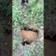 Rescue mission for cow #shorts #ytshorts #youtubeshorts #shortsfeed #cute #love #trending #viral