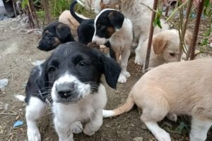 Rescued Abandoned Puppies / Rescued Puppies Adopted/ Stray Puppies Rescued/ Cute Puppies Video