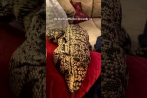 Rescued Dinosaur Loves To Cuddle With Grandma | The Dodo