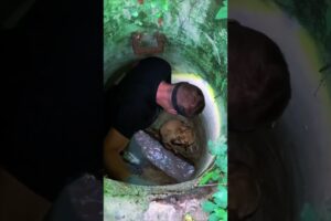 Rescued Dog Fell into Sewer  #shorts #dog #dogrescueshelter #dogs #short #puppy #animalrescue #dog