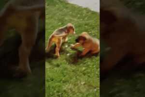 Rescued Puppies go Wild!