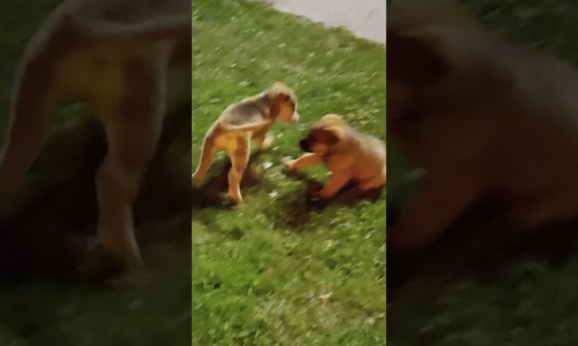 Rescued Puppies go Wild!