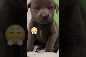 Rescued Puppy's Faces Part 1