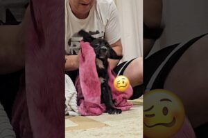 Rescued Puppy's Faces Part 2