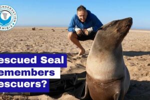 Rescued Seal Remembers Rescuers?