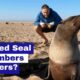 Rescued Seal Remembers Rescuers?