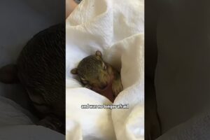 Rescued a cute squirrel #animals #youtube #youtubeshorts #shortvideo #shorts