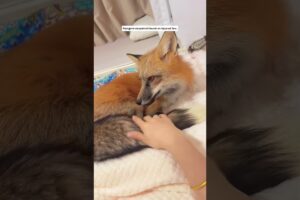 Rescued an adorable fox kit and reintroduced it to the wild #animals #animalshorts #fox