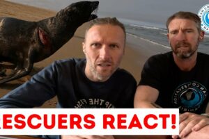 Rescuers React To Seal Rescue | Part 1