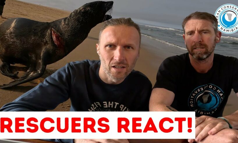 Rescuers React To Seal Rescue | Part 1