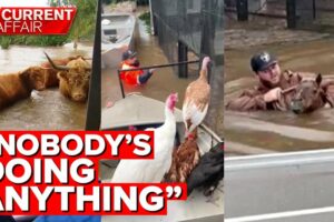 Rescuing farm animals left behind in flood crisis | A Current Affair