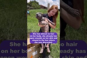 Rotten Sharpei was discarded in the GARBAGE