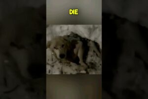 Sad Terminally ill Dog Abandoned #dog #shorts #youtubeshorts #rescue