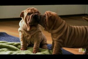 Shar-Pei Puppies | Too Cute!