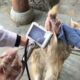 Sheep A.I. | The latest artificial insemination equipment in Goats