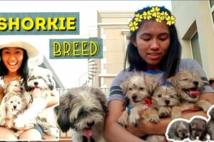 Shih Tzu and Yorkie Breed | Shorkie Family | Cute puppies