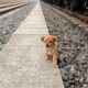 Stray puppy looking for grain dropped from train