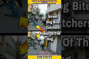Street Dog Bite Catchers । Dog Sound #shorts #dog #rescue #shortvideo