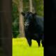 Super Black Cow #shorts #cow #viralshorts #animals #bull