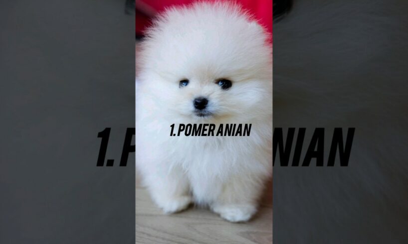 TOP 10 MOST CUTEST DOGS IN THE WORLD #shorts #viral #video @Rectossfacts