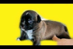 The CUTEST Puppy video EVER !!! Pup learns to walk