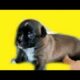 The CUTEST Puppy video EVER !!! Pup learns to walk
