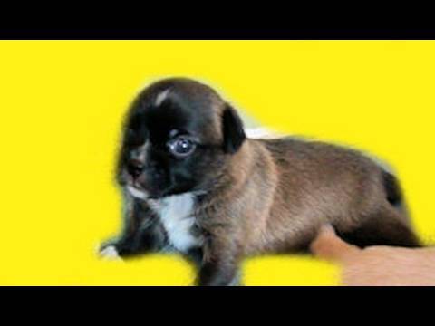 The CUTEST Puppy video EVER !!! Pup learns to walk