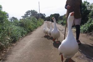 The Four Loyal Geese On Guard For A Grandmother | Kritter Klub