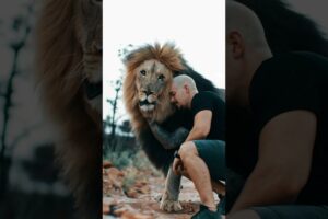 The Lions know that I’m not that strong!💪🏼🦁#lion #wildlife #animals #lionking #bigcat