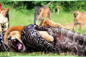 The Painful Lion Tried To Claw And Struggle But Could Not Escape The Giant Python | Animal Fight