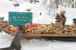 The Traveling Bird Feeder - Relax With Squirrels & Birds ( 1 Hour )