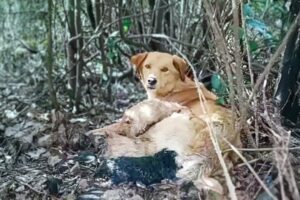 The mama dog tried to breastfeed her puppies even though the bullet made her cry